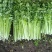 大棚芹菜小棵西芹大量上市欢迎新老客户前来洽谈业务