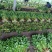 大棚芹菜小棵西芹大量上市欢迎新老客户前来洽谈业务