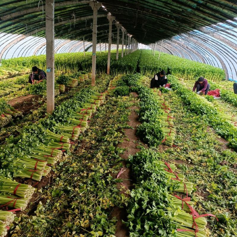 大棚芹菜小棵西芹大量上市欢迎新老客户前来洽谈业务