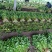 大棚芹菜小棵西芹大量上市欢迎新老客户前来洽谈业务