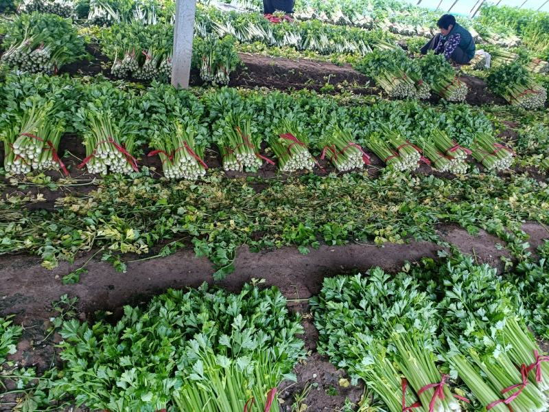 大棚芹菜小棵西芹大量上市欢迎新老客户前来洽谈业务