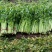 大棚芹菜小棵西芹大量上市欢迎新老客户前来洽谈业务