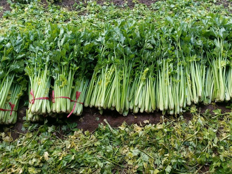 大棚芹菜小棵西芹大量上市欢迎新老客户前来洽谈业务