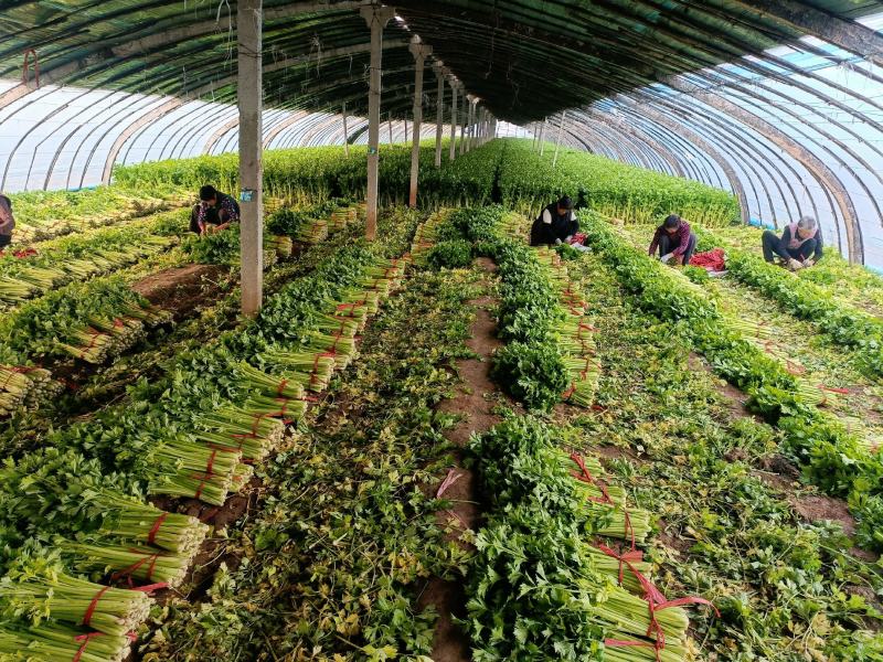 大棚芹菜小棵西芹大量上市欢迎新老客户前来洽谈业务