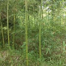 绿化竹子
