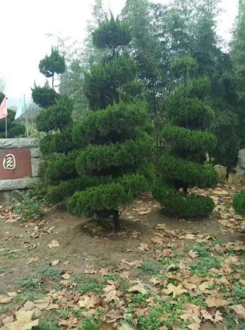 龙柏造型树