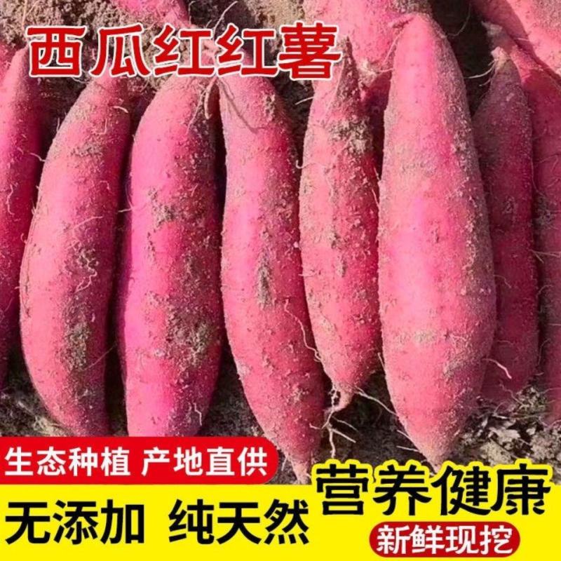 【西瓜红红薯】大量上市产地直发货源稳定欢迎订购