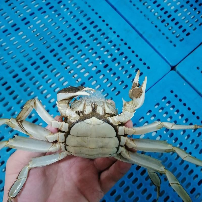 江苏大闸蟹肉质饱满青壳白肚一手货源产地直发鲜活兴化河蟹
