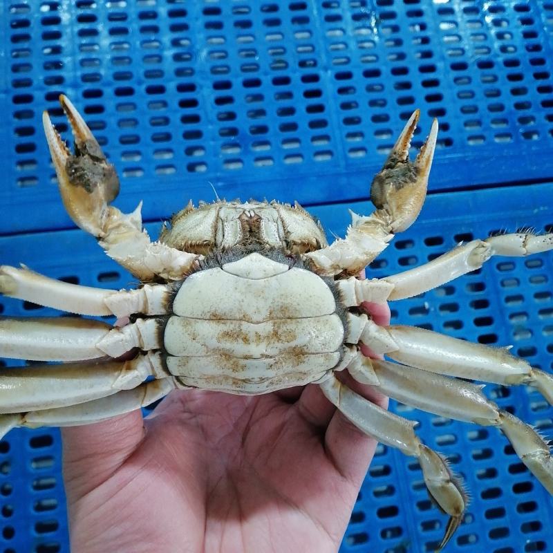 江苏大闸蟹肉质饱满青壳白肚一手货源产地直发鲜活兴化河蟹