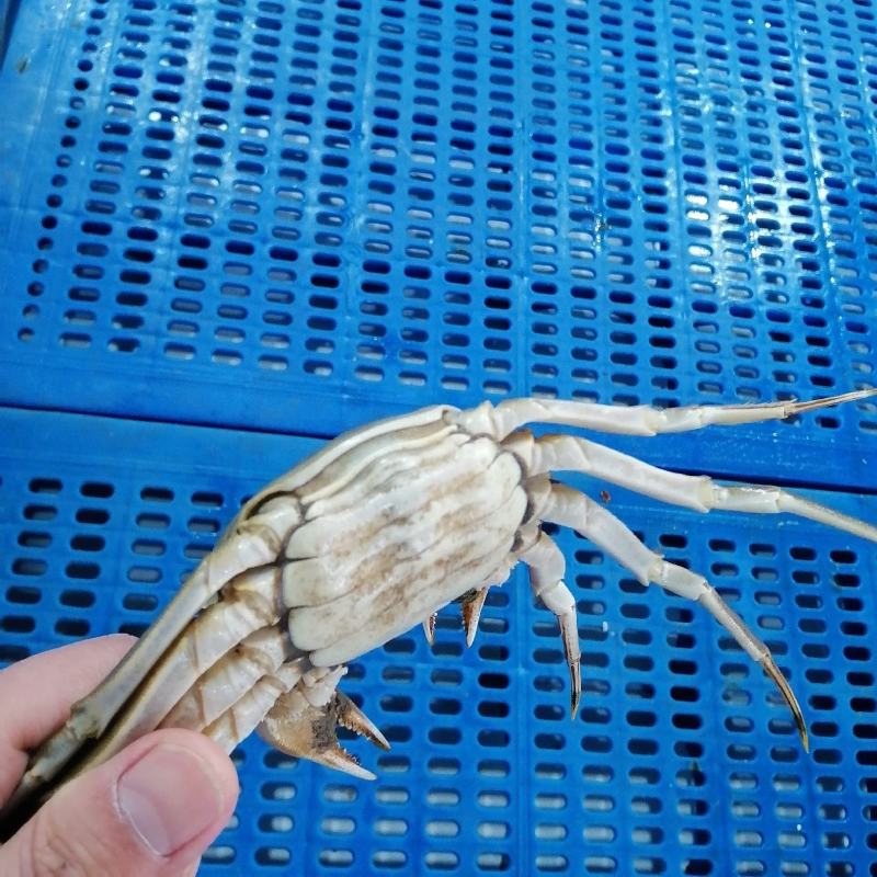 江苏大闸蟹肉质饱满青壳白肚一手货源产地直发鲜活兴化河蟹