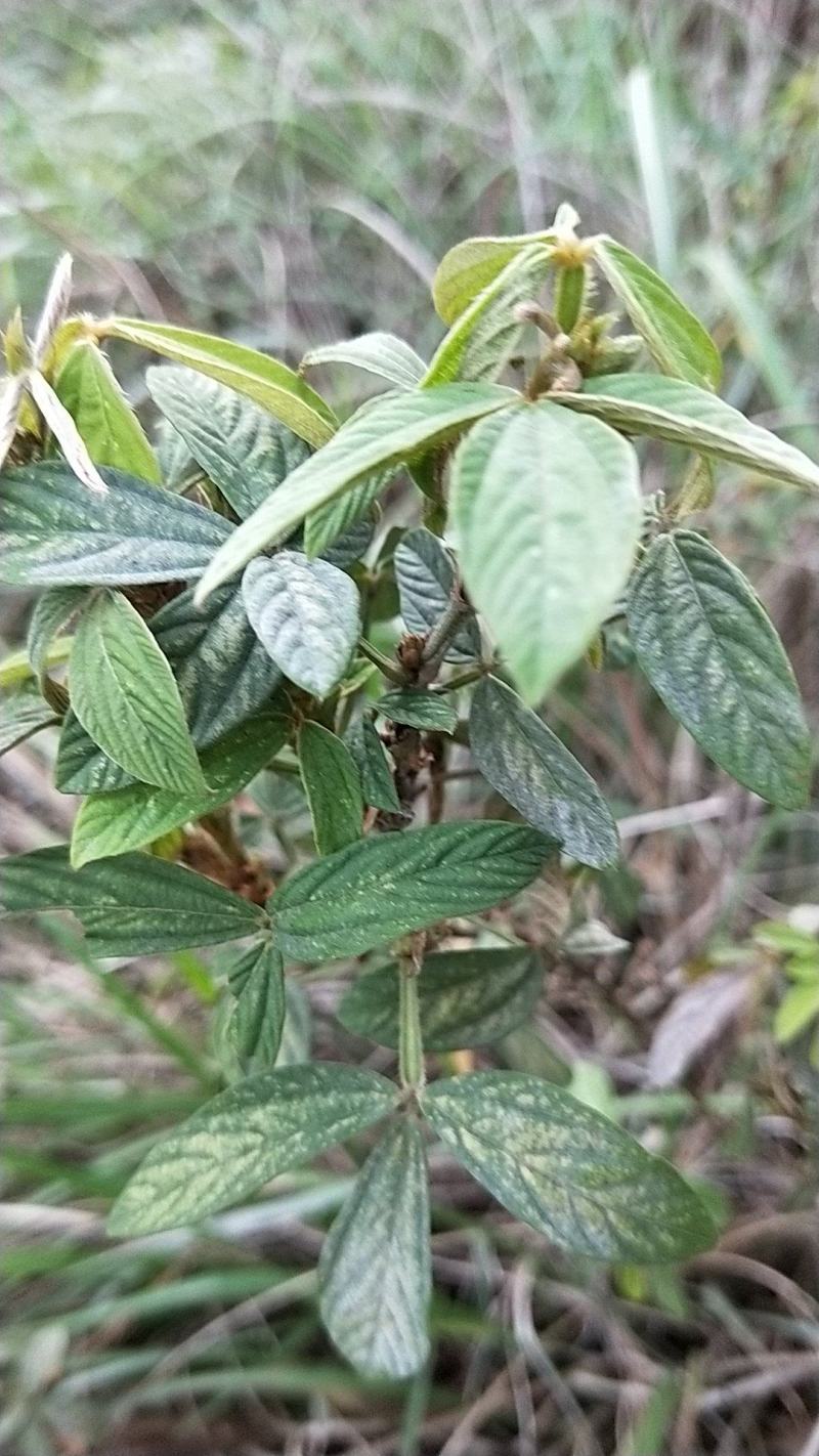 干千斤拔纯野生保质保量价格优惠详情看视频选购