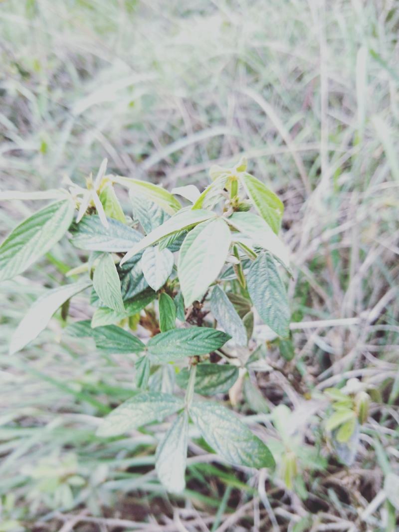 干千斤拔纯野生保质保量价格优惠详情看视频选购