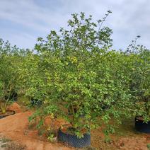 丛生柚子树高度3-4米，诚信经营保质保量