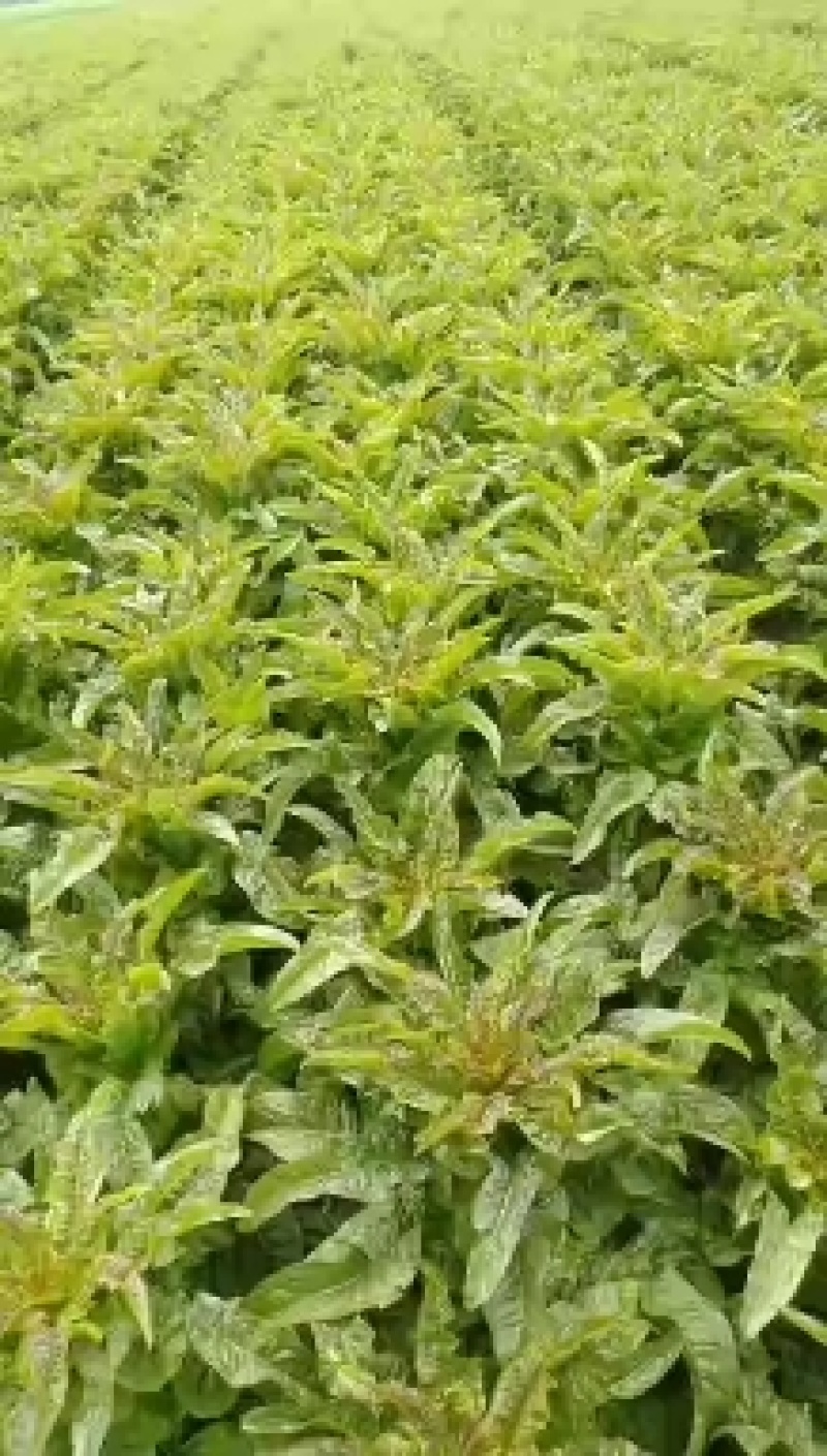 湖北红莴笋