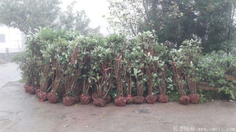 结香树苗