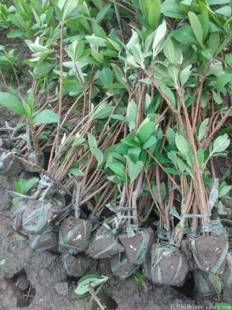 结香树苗