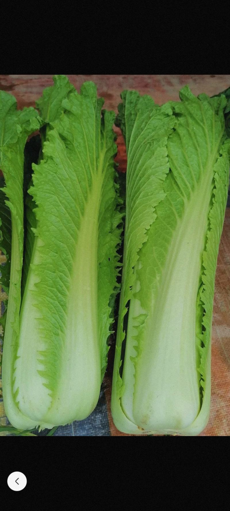 宾阳竹筒青大量上市价格优惠，两毛多。