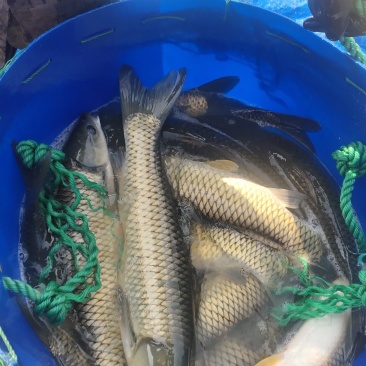 大量出售各种规格水库草鱼