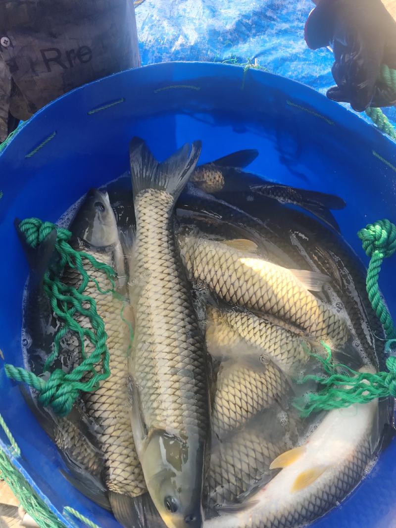 大量出售各种规格水库草鱼