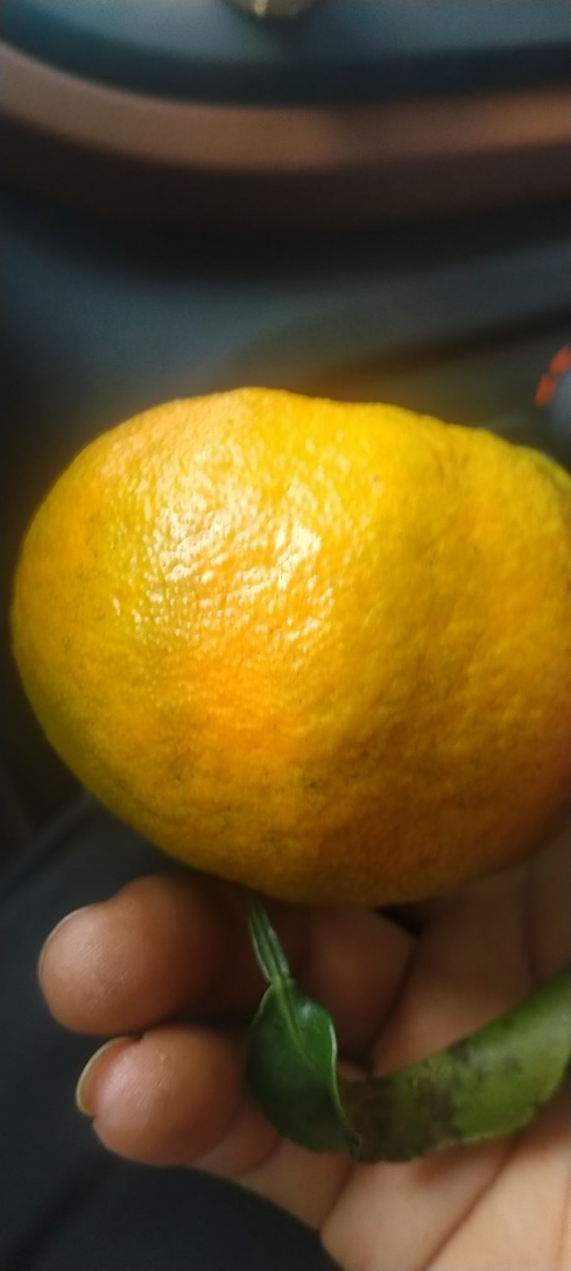 云南碰柑