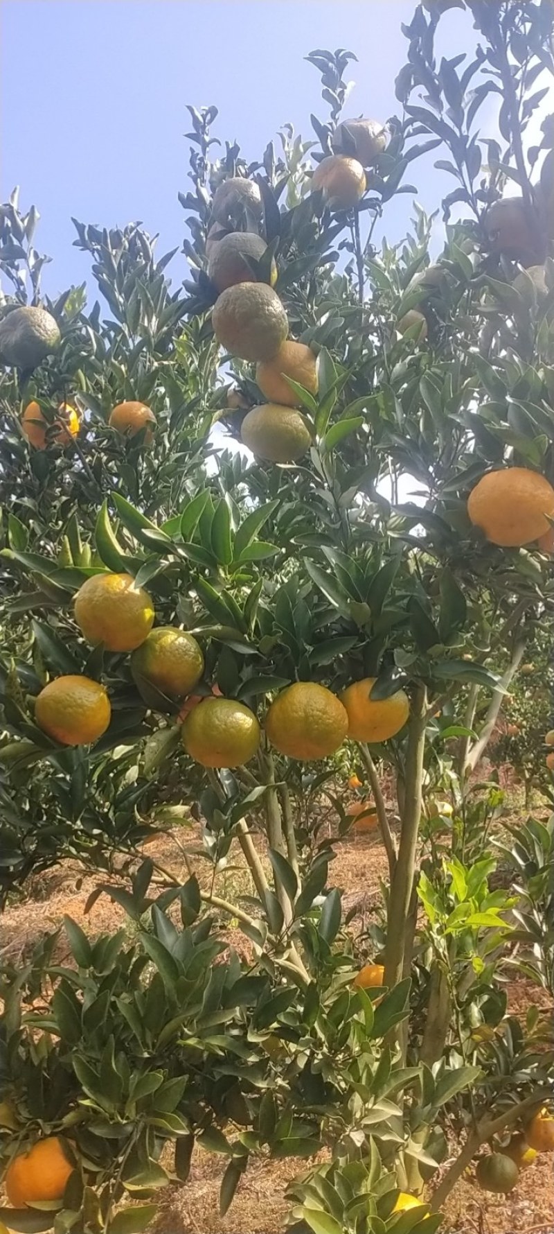 云南碰柑