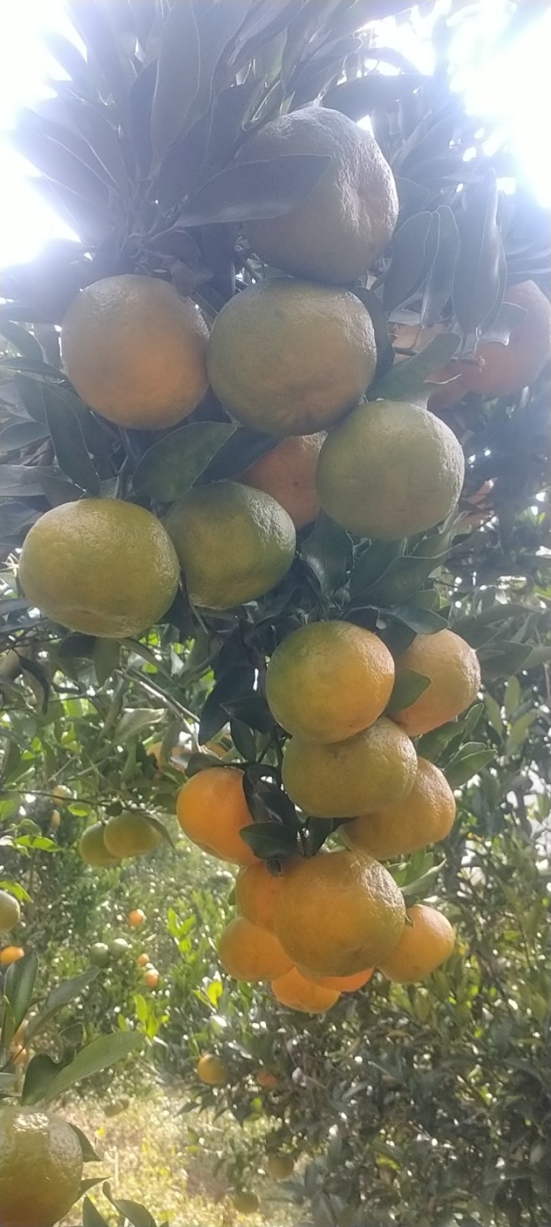 云南碰柑