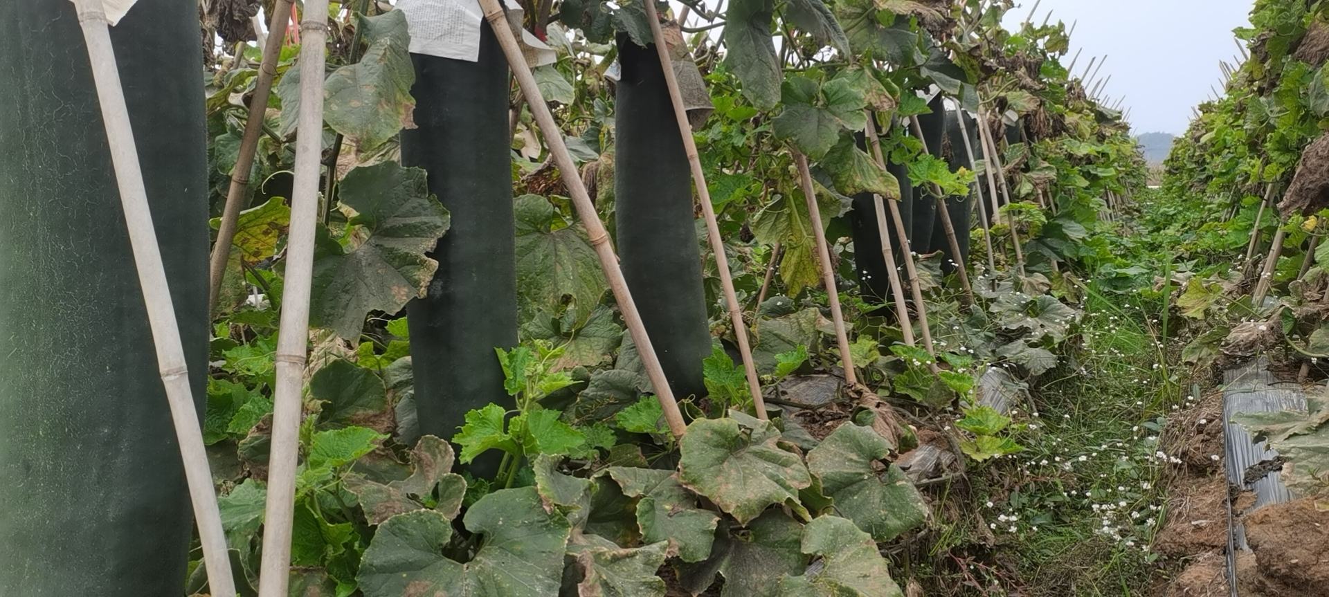 大青皮冬瓜田间种植场景,整齐排列的藤蔓和挂果的冬瓜 大青皮冬瓜种植基地实景