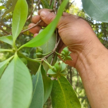广西八角农户自家八角林水烫果无添加干度十足