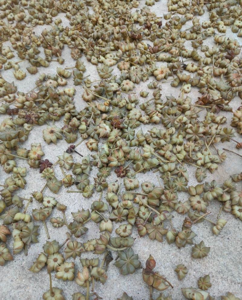 广西八角农户自家八角林水烫果无添加干度十足