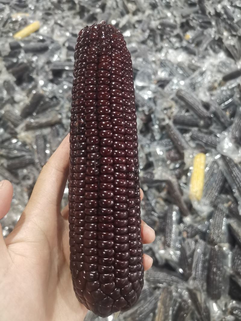 透明黑玉米，301品种，很好吃