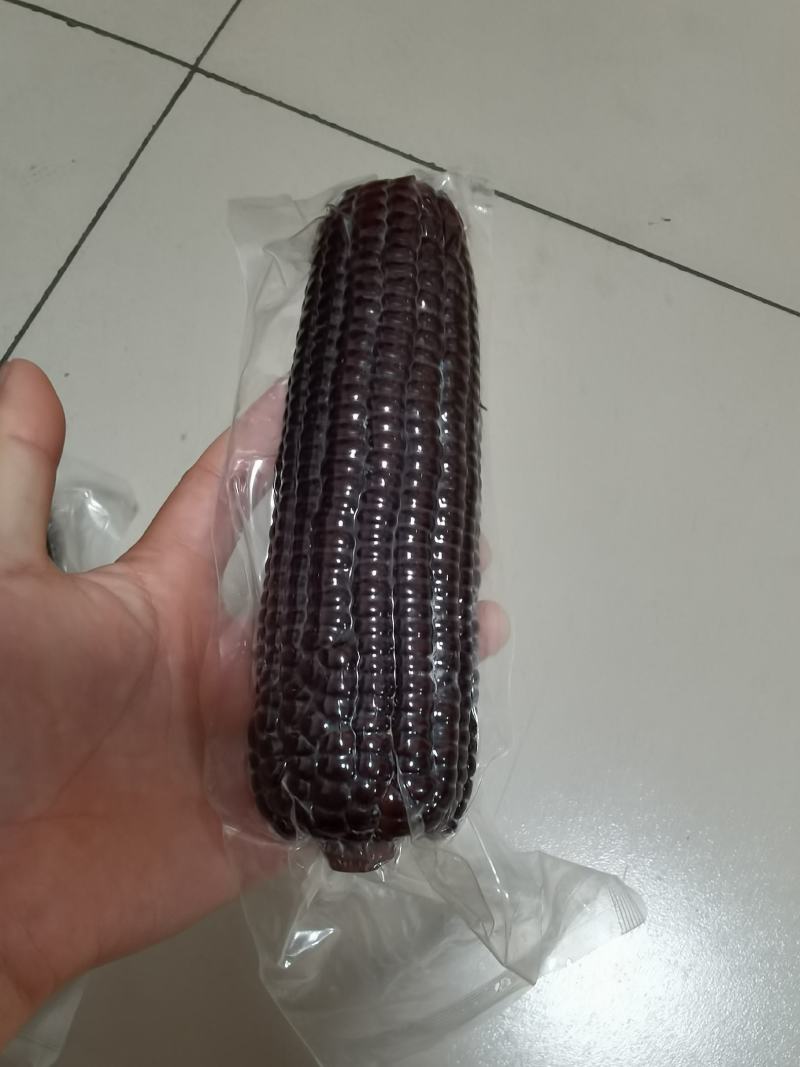 透明黑玉米，301品种，很好吃