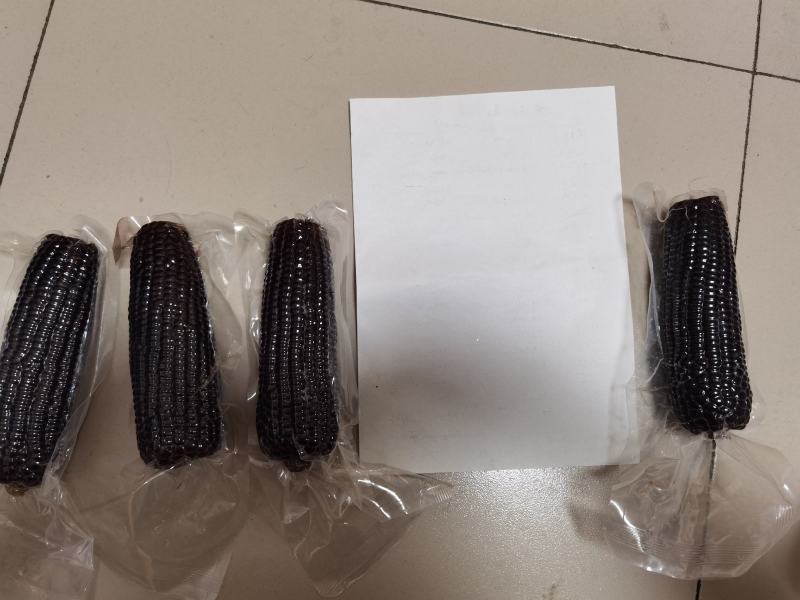 透明黑玉米，301品种，很好吃