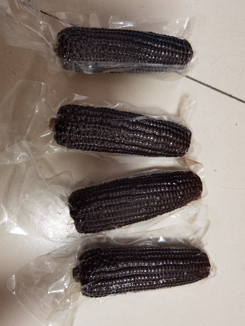 透明黑玉米，301品种，很好吃