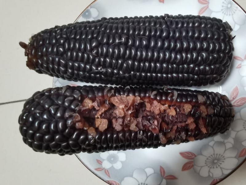透明黑玉米，301品种，很好吃
