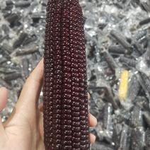 透明黑玉米，301品种，很好吃