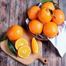 【推荐】精品纽荷尔脐橙大量上市新鲜采摘皮薄味甜欢迎采购