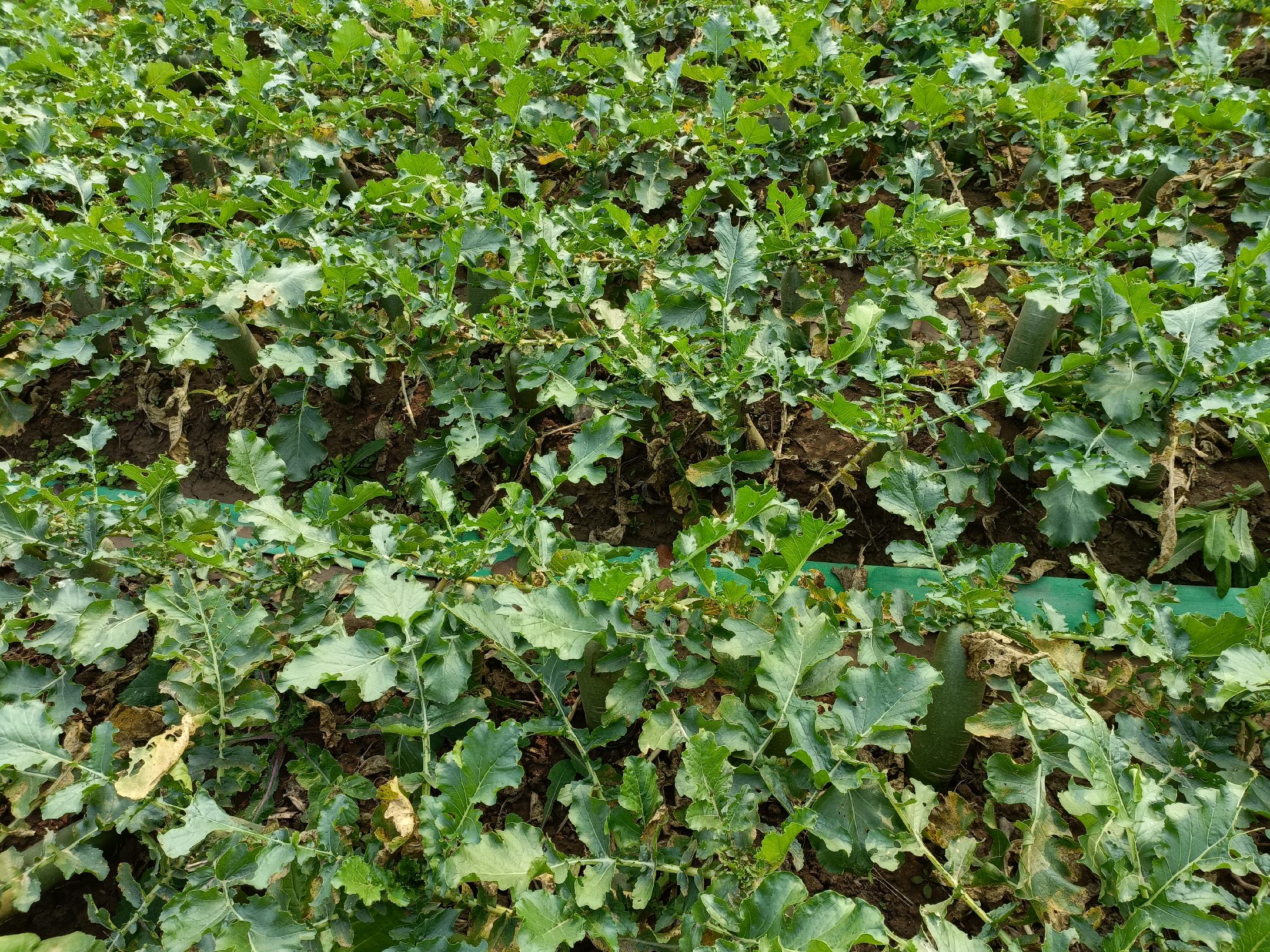 手指水果萝卜种植基地航拍图