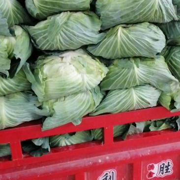 脆莲白，包菜，脆莲白，莲花白，脆白菜，多涂，球包菜，