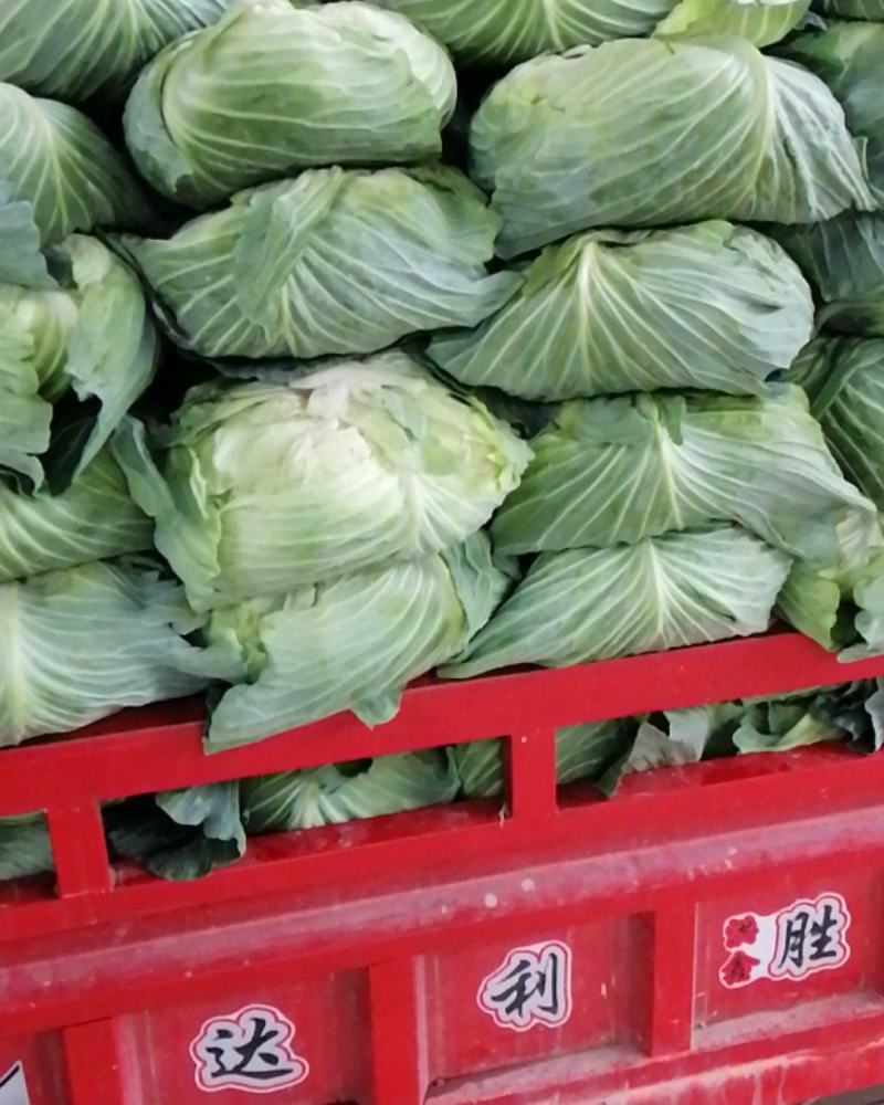 脆莲白，包菜，脆莲白，莲花白，脆白菜，多涂，球包菜，