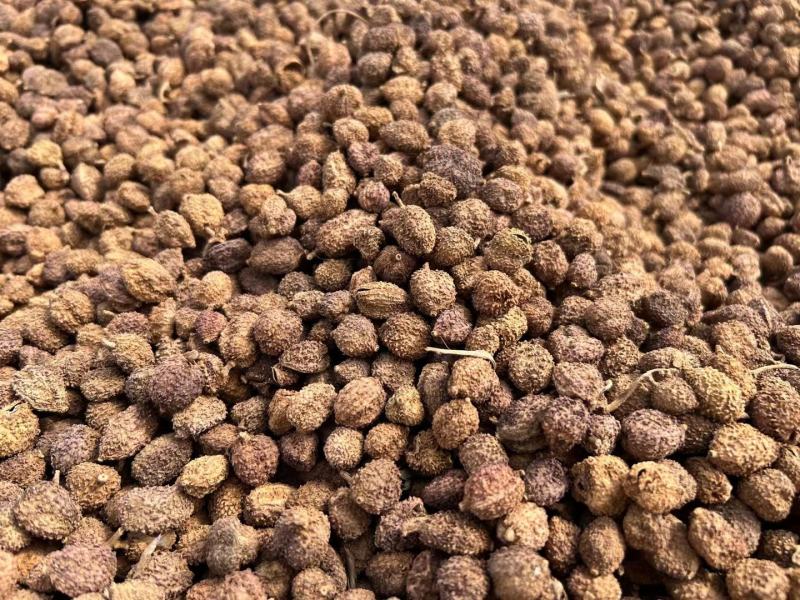冲量一斤包邮阳春砂仁砂仁干货云南砂仁一手货源可打粉