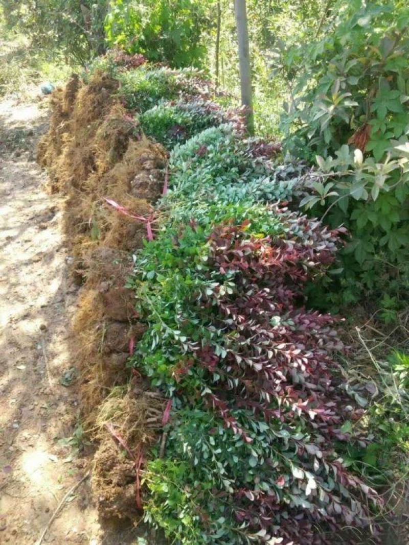 红叶小檗小苗