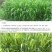 新型皇竹草畜牧养殖高产多年生牧草种子猪马牛羊鸡鸭鹅鱼兔草