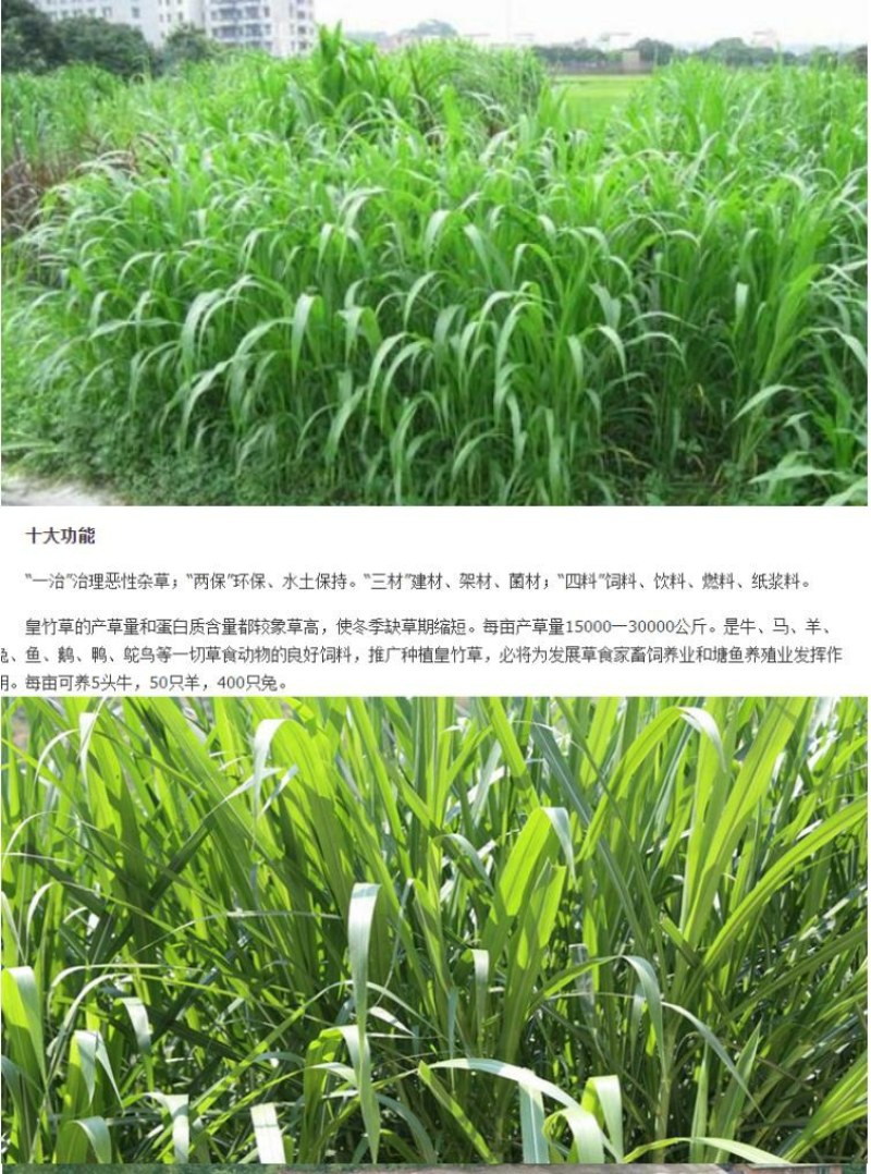 新型皇竹草畜牧养殖高产多年生牧草种子猪马牛羊鸡鸭鹅鱼兔草