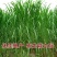 新型皇竹草畜牧养殖高产多年生牧草种子猪马牛羊鸡鸭鹅鱼兔草