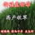 新型皇竹草畜牧养殖高产多年生牧草种子猪马牛羊鸡鸭鹅鱼兔草