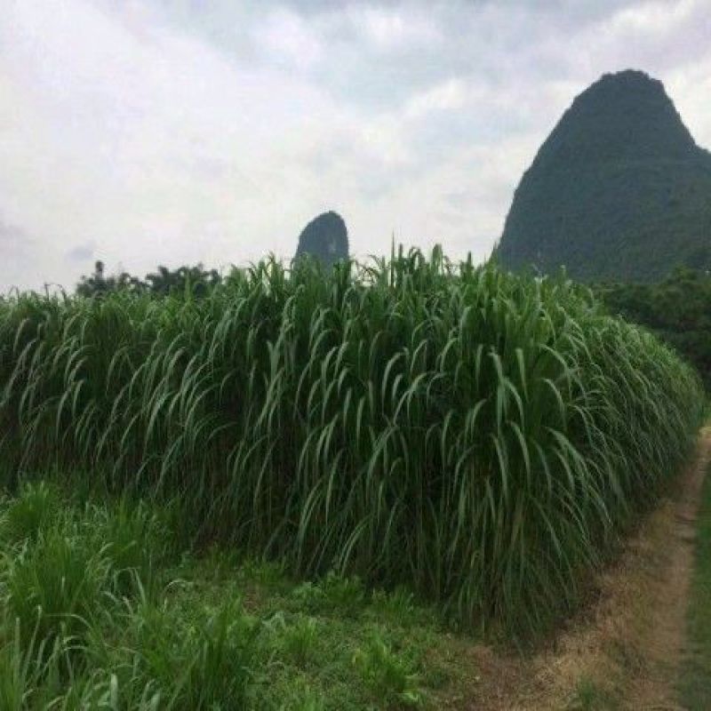 新型皇竹草畜牧养殖高产多年生牧草种子猪马牛羊鸡鸭鹅鱼兔草