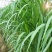 新型皇竹草畜牧养殖高产多年生牧草种子猪马牛羊鸡鸭鹅鱼兔草
