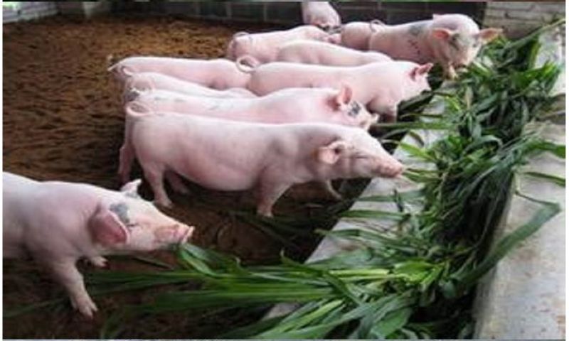 新型皇竹草畜牧养殖高产多年生牧草种子猪马牛羊鸡鸭鹅鱼兔草