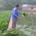 新型皇竹草畜牧养殖高产多年生牧草种子猪马牛羊鸡鸭鹅鱼兔草