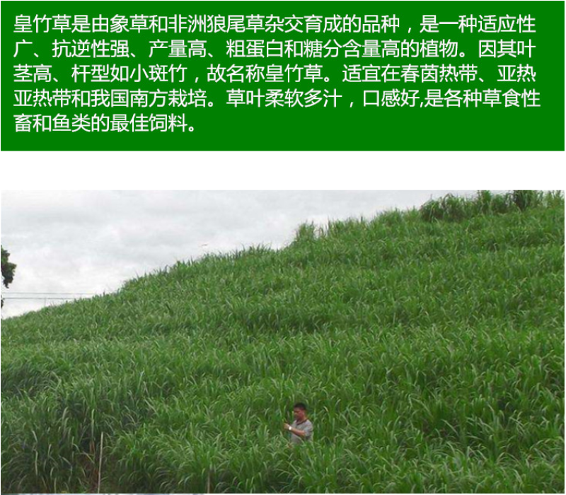 新型皇竹草畜牧养殖高产多年生牧草种子猪马牛羊鸡鸭鹅鱼兔草